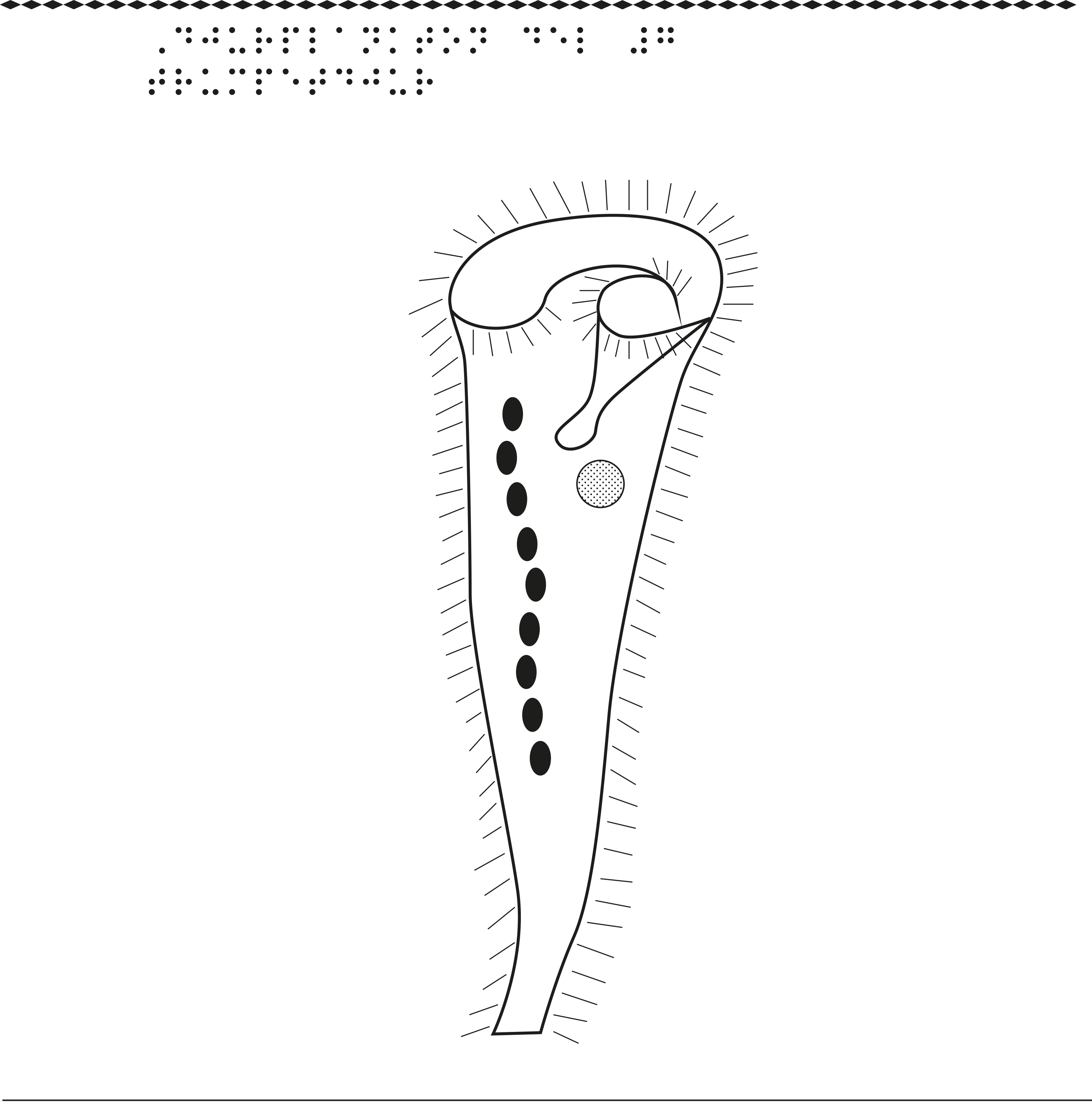 Djurplankton, trumpetdjur.