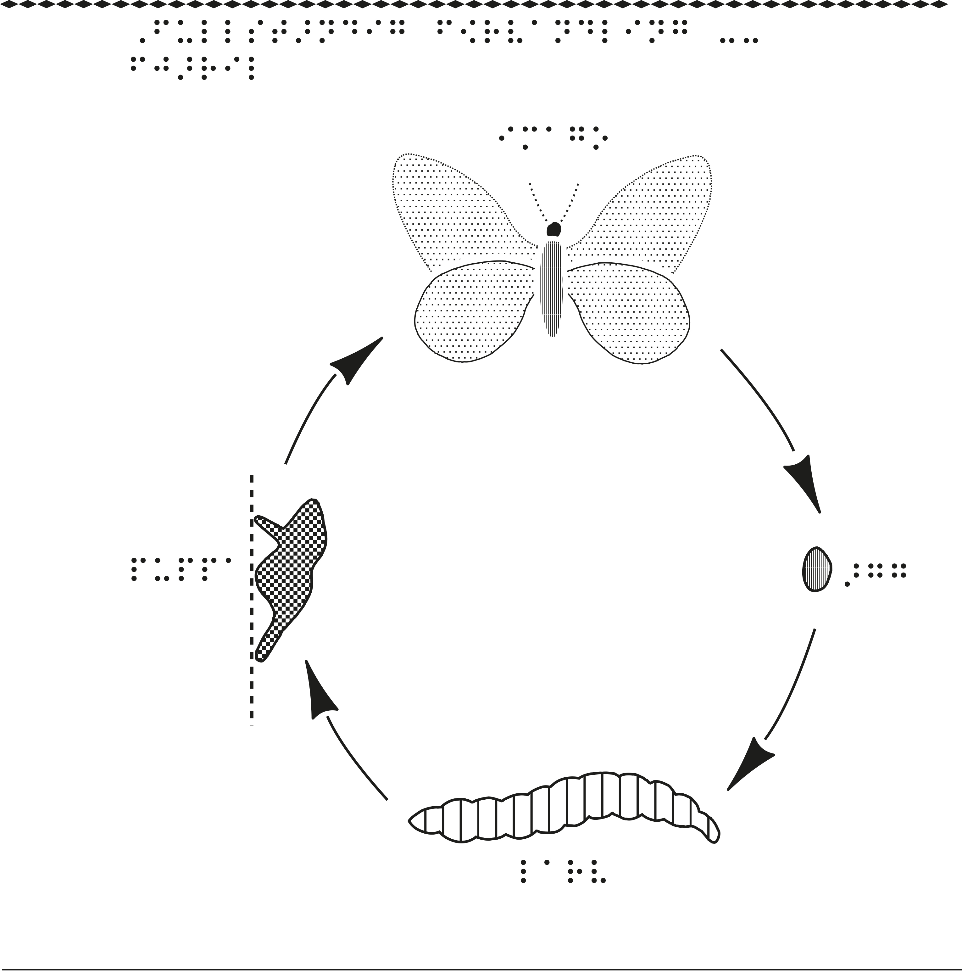 En bild om hur fjärilen förvandlas från en larv till en fjäril.