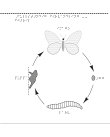 En bild om hur fjärilen förvandlas från en larv till en fjäril.