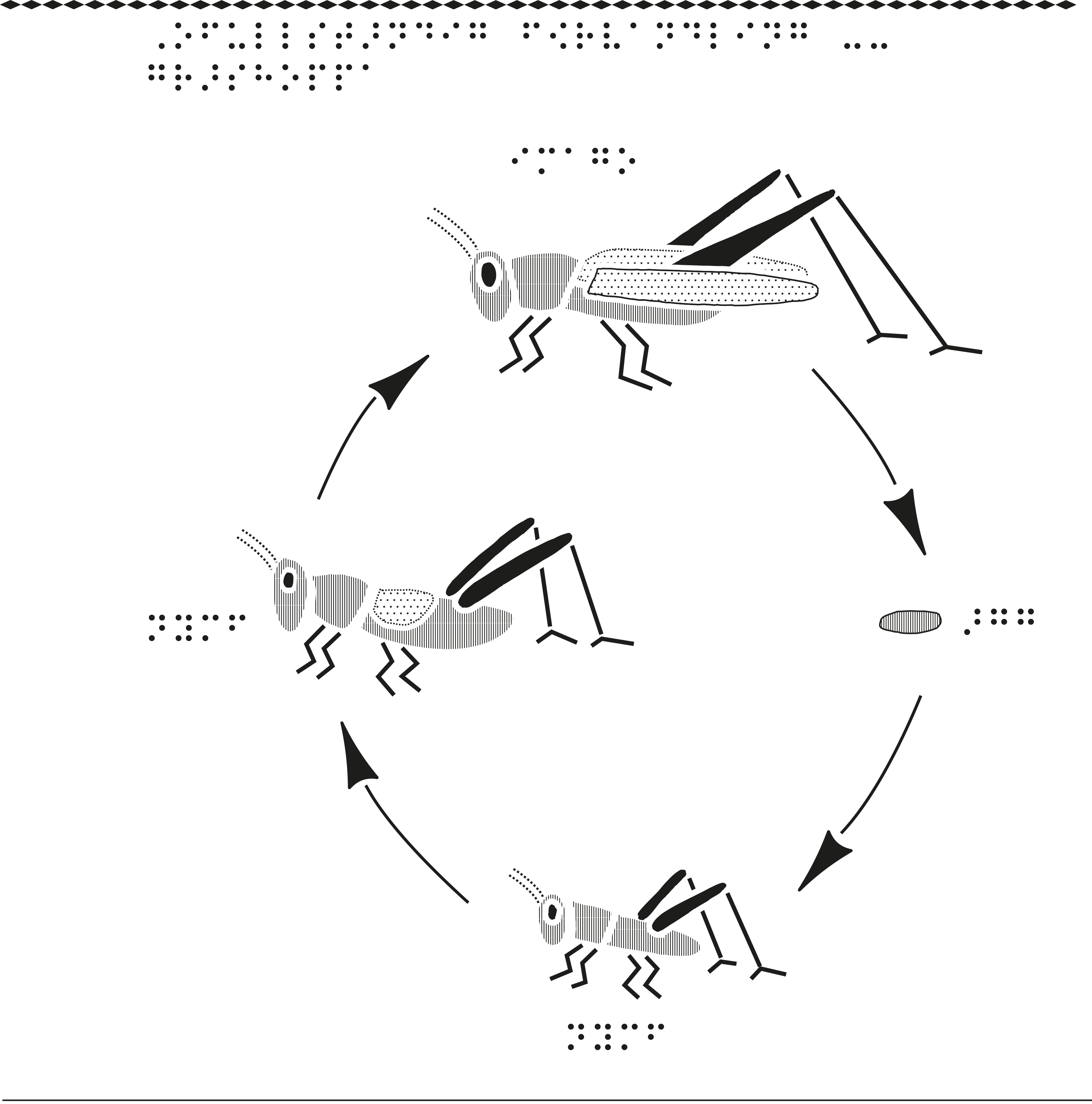En del av gräshoppans utvecklingscykel.