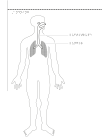 Man i genomskärning med lungor och luftvägar markerade.