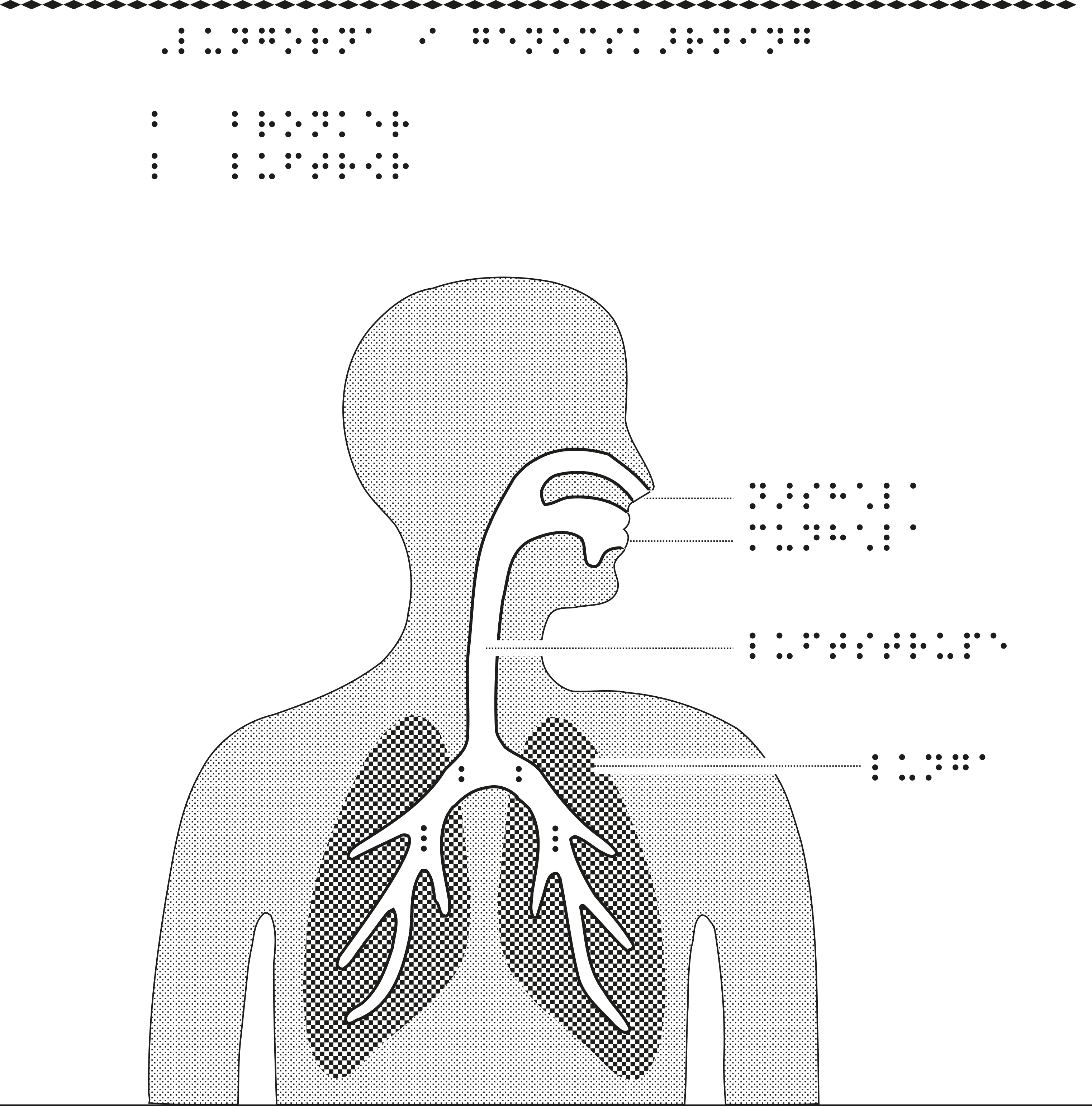 Överkropp med lungor i genomskärning.