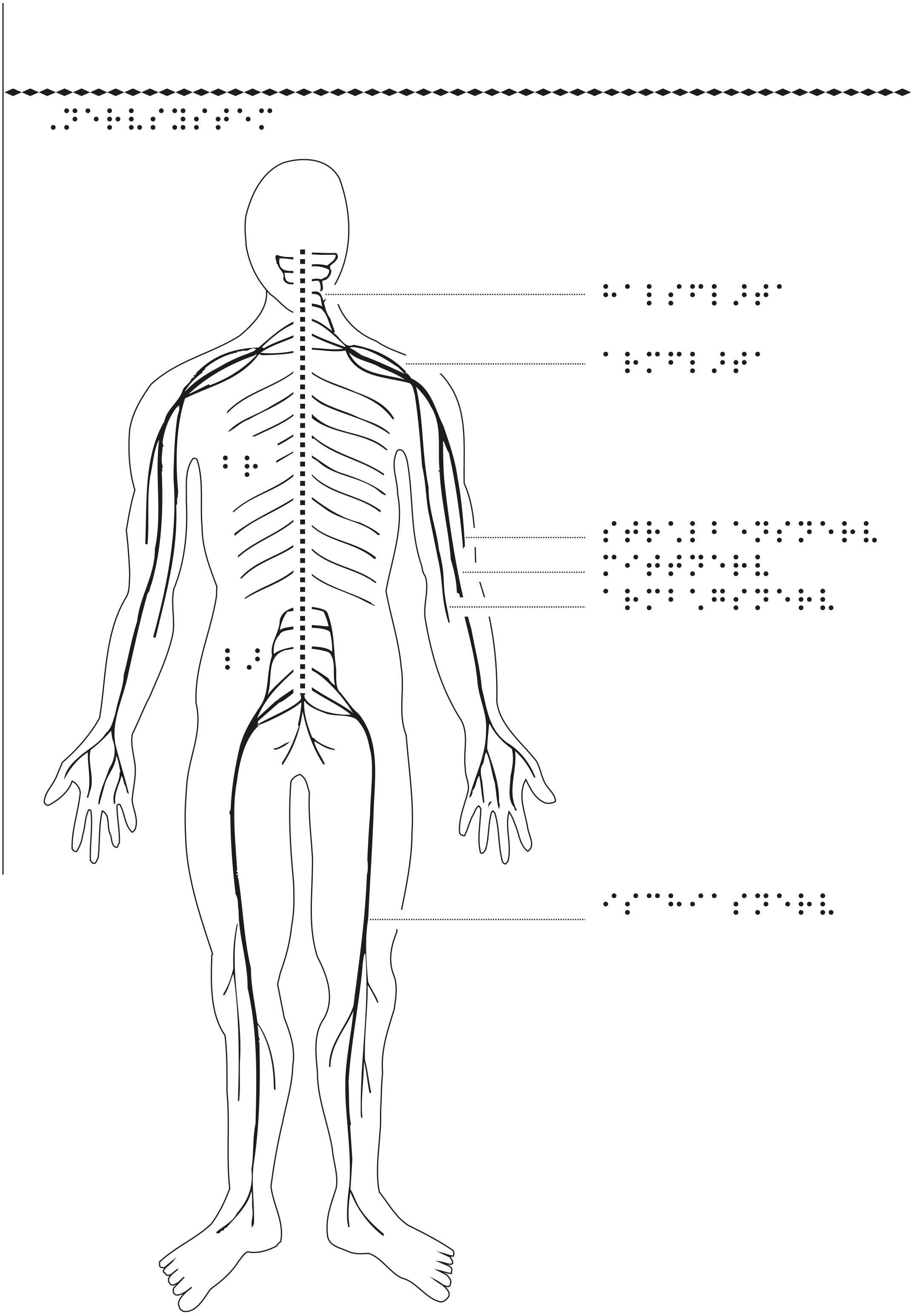 Kroppens nervsystem.