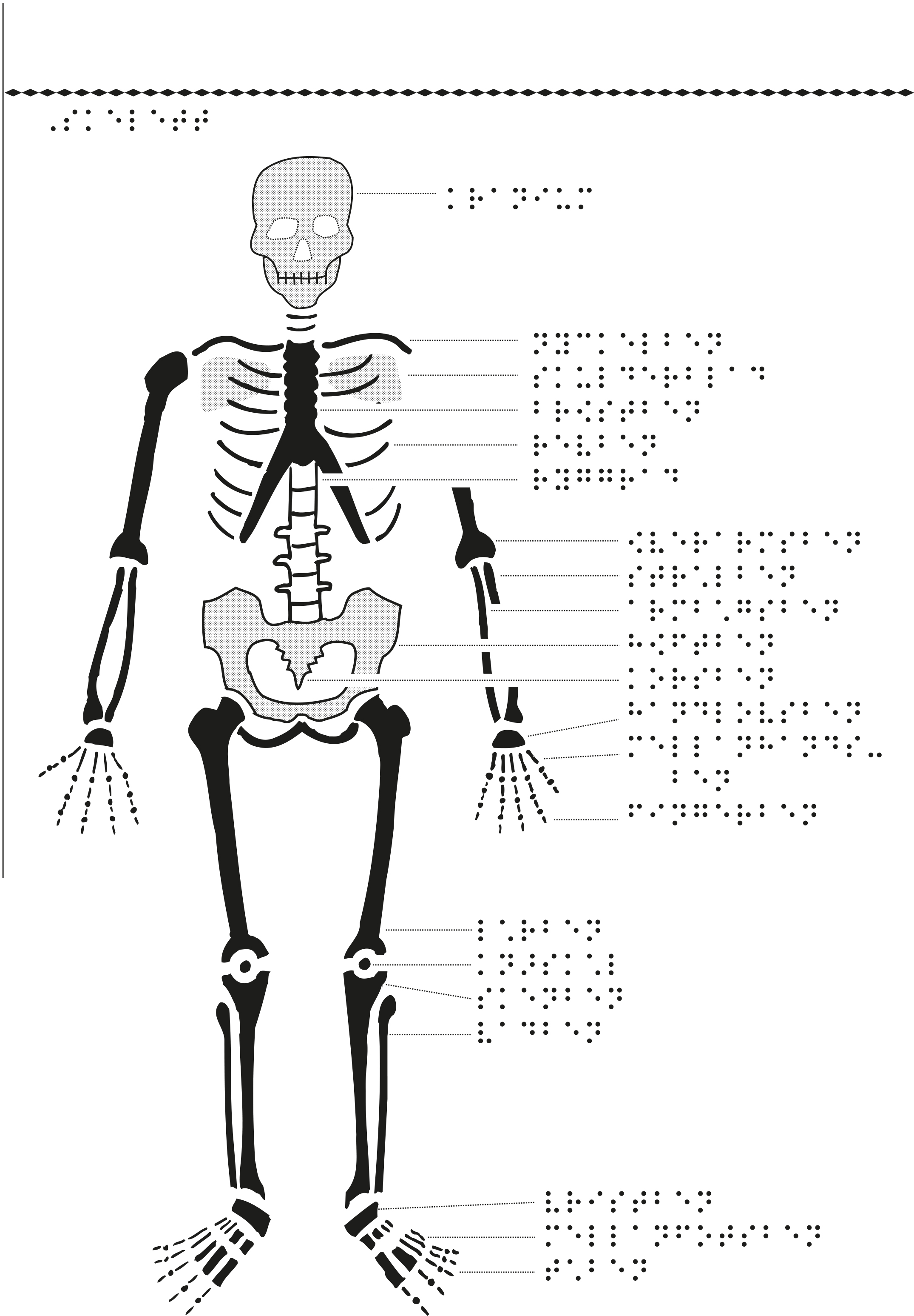 Manligt skelett framifrån med punktskrift.