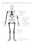 Manligt skelett framifrån med punktskrift.