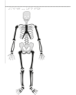 Manligt skelett framifrån.