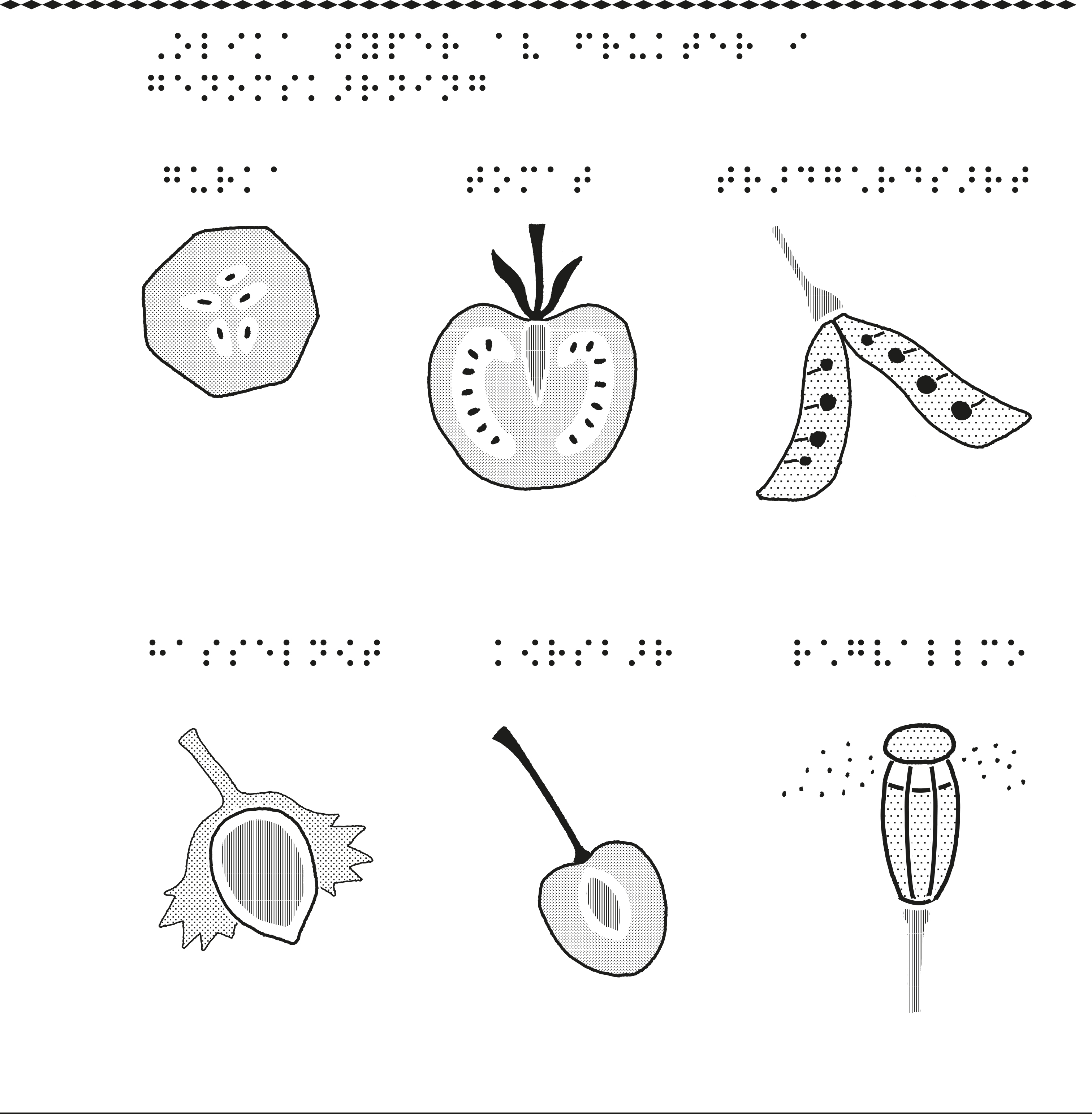 Olika typer av frukter i genomskärning.