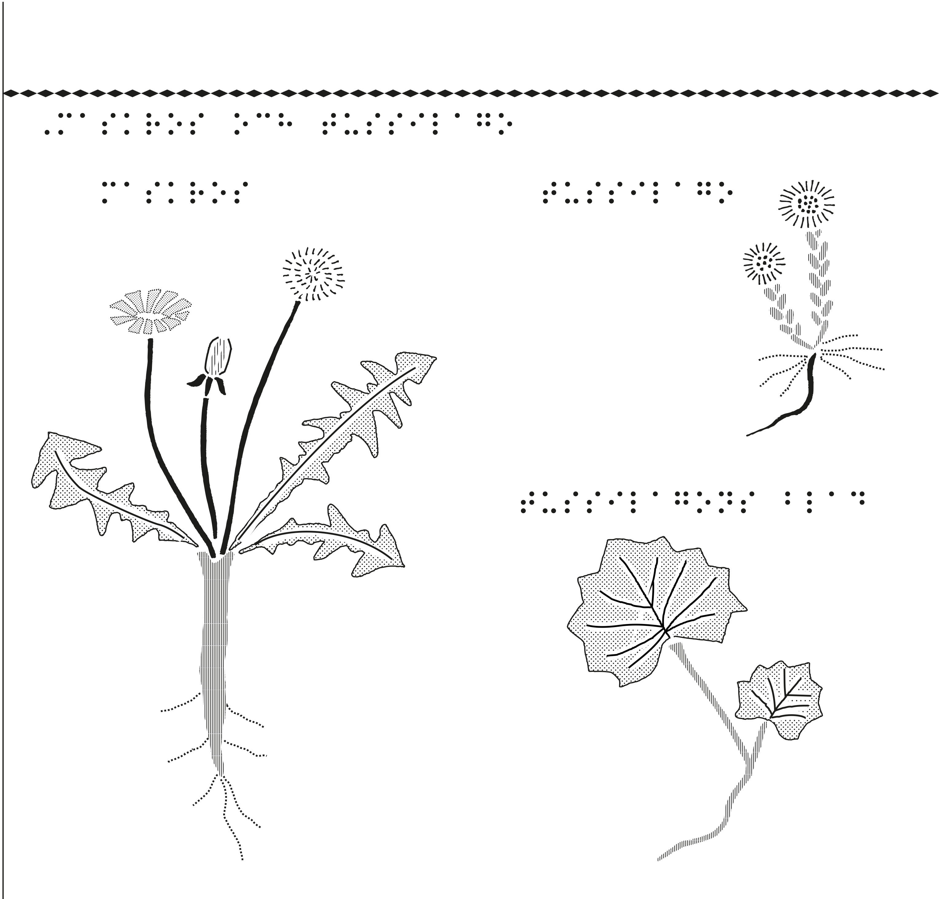 Fröväxter, maskros och tussilago.
