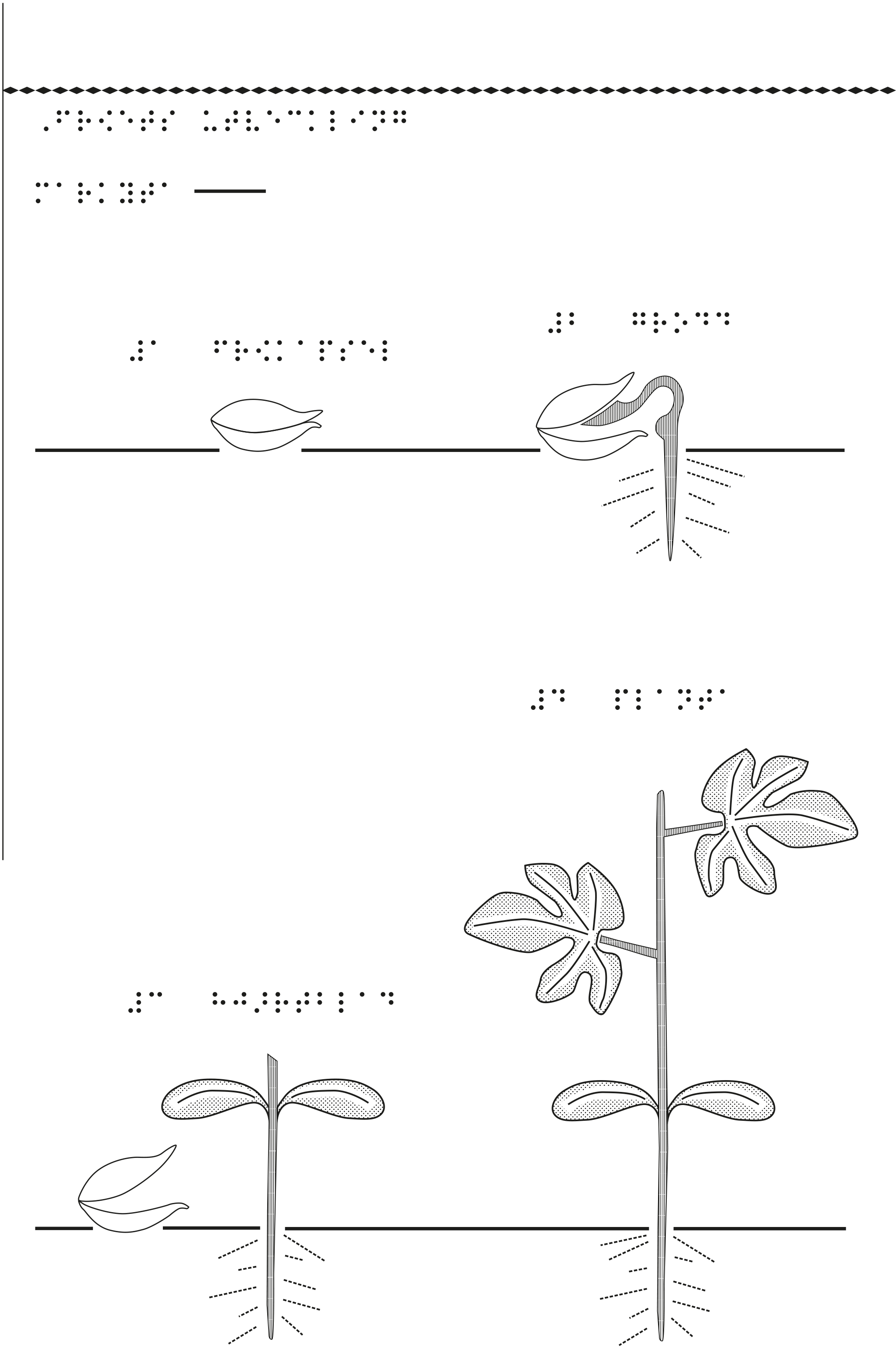 En bild som visar hur fröet utvecklas till en blomma.