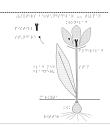 En tulpan. växters olika beståndsdelar.
