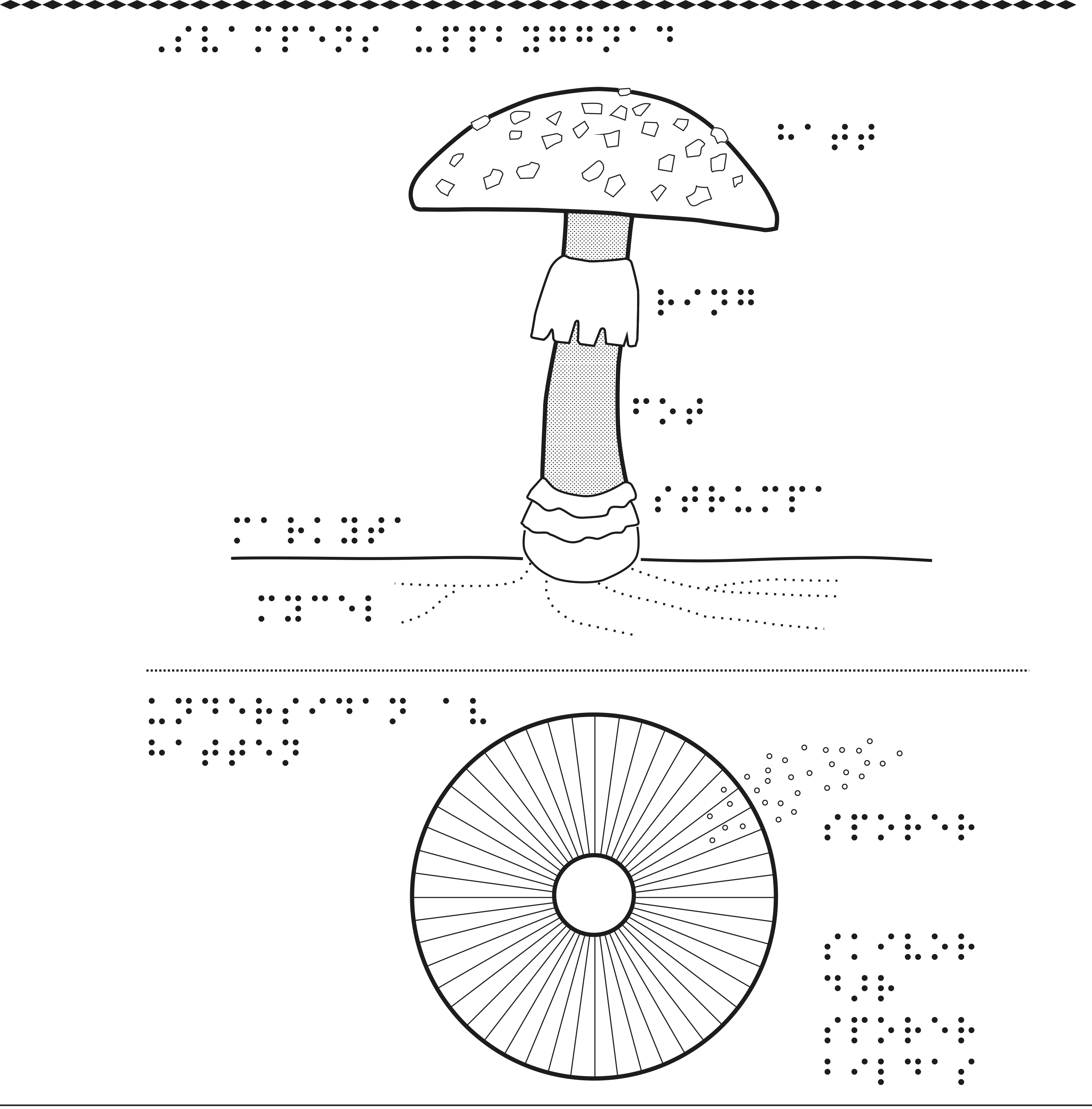 En bild om svampens uppbyggnad.