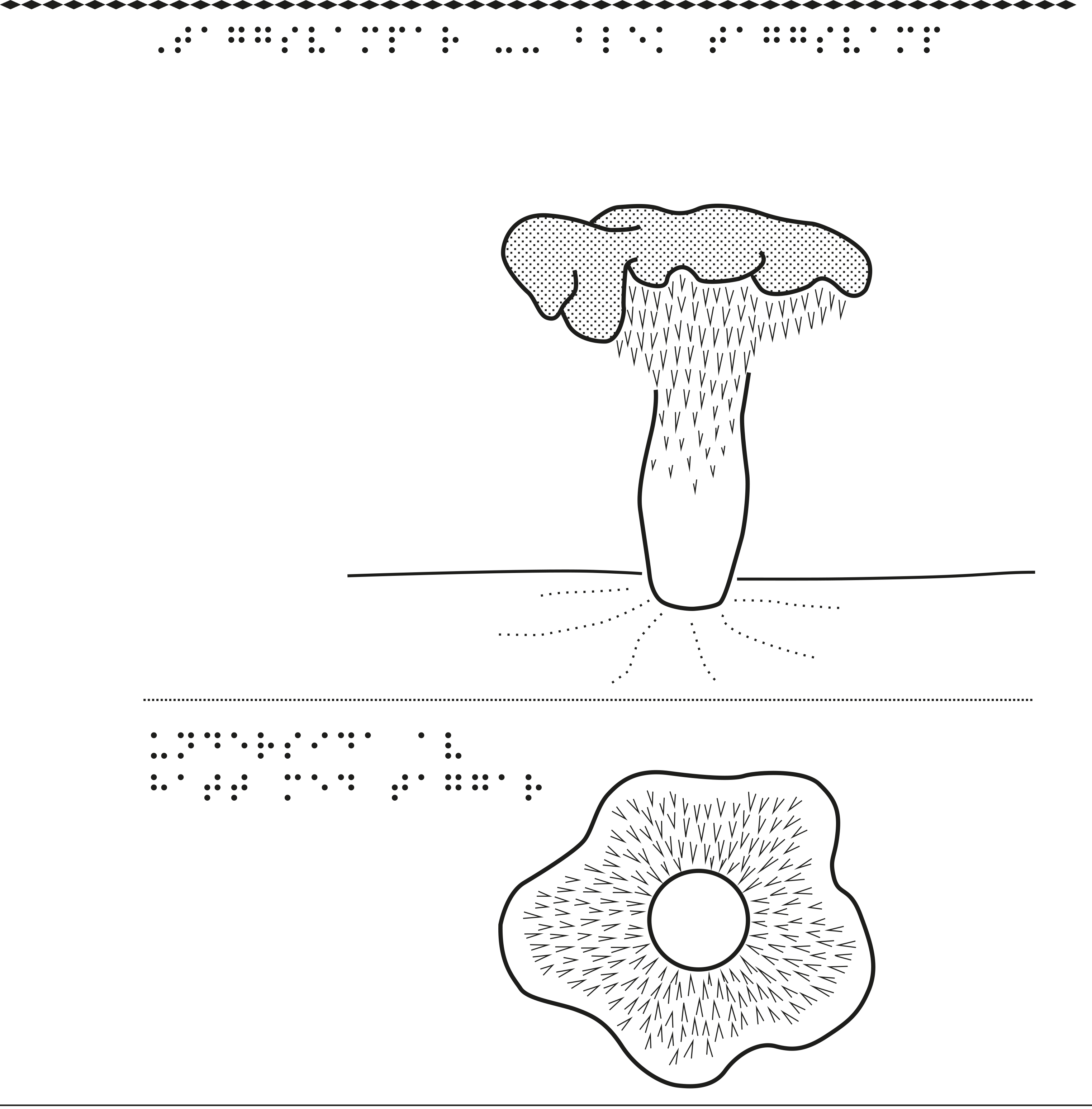 En bild på taggsvampar.