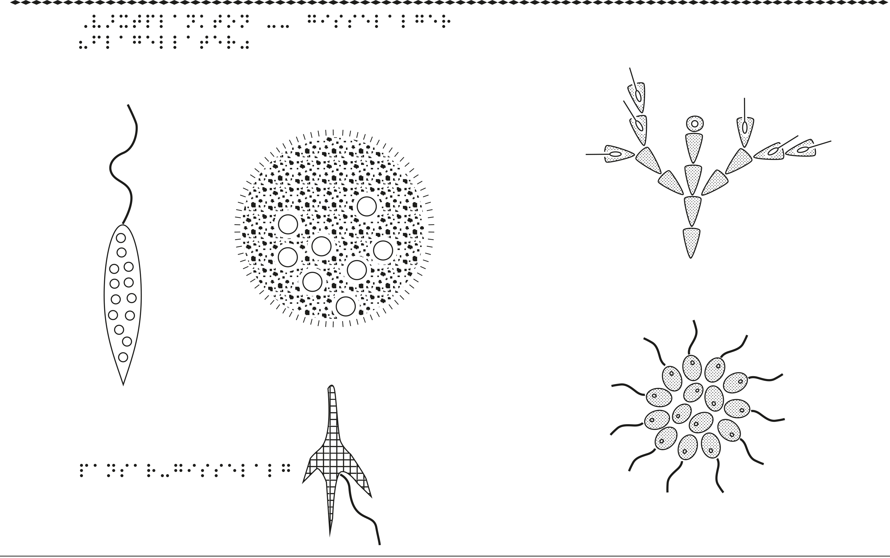 Växtplankton, gisselalger.
